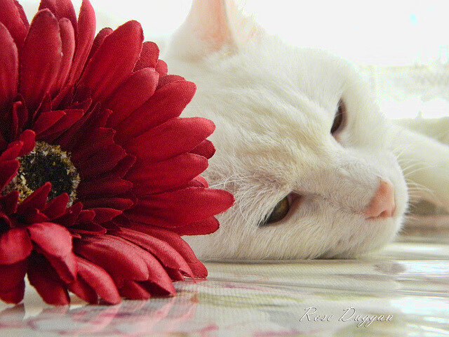 齿轮与烈焰，广东队的节奏之舞与克莱的救赎之战