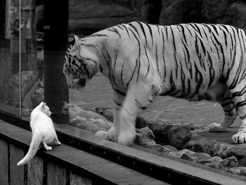 跨夜协奏曲，当戈贝尔以国家德比级的呼吸统治寂静战场