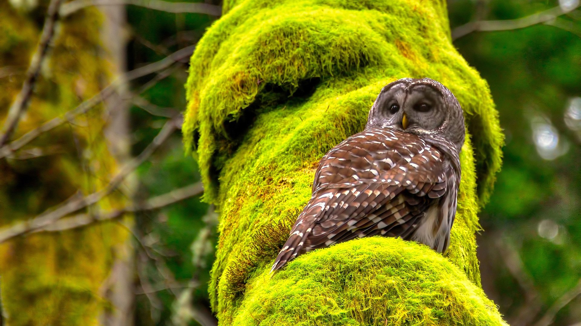 北欧童话对凯尔特悲歌,瑞典压哨绝杀苏格兰,点燃美加墨世界杯首轮战火