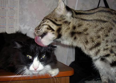 开云体育APP下载-平行宇宙的统治力，广厦斩落山西之夜，恩比德在F1赛道踩下冠军油门