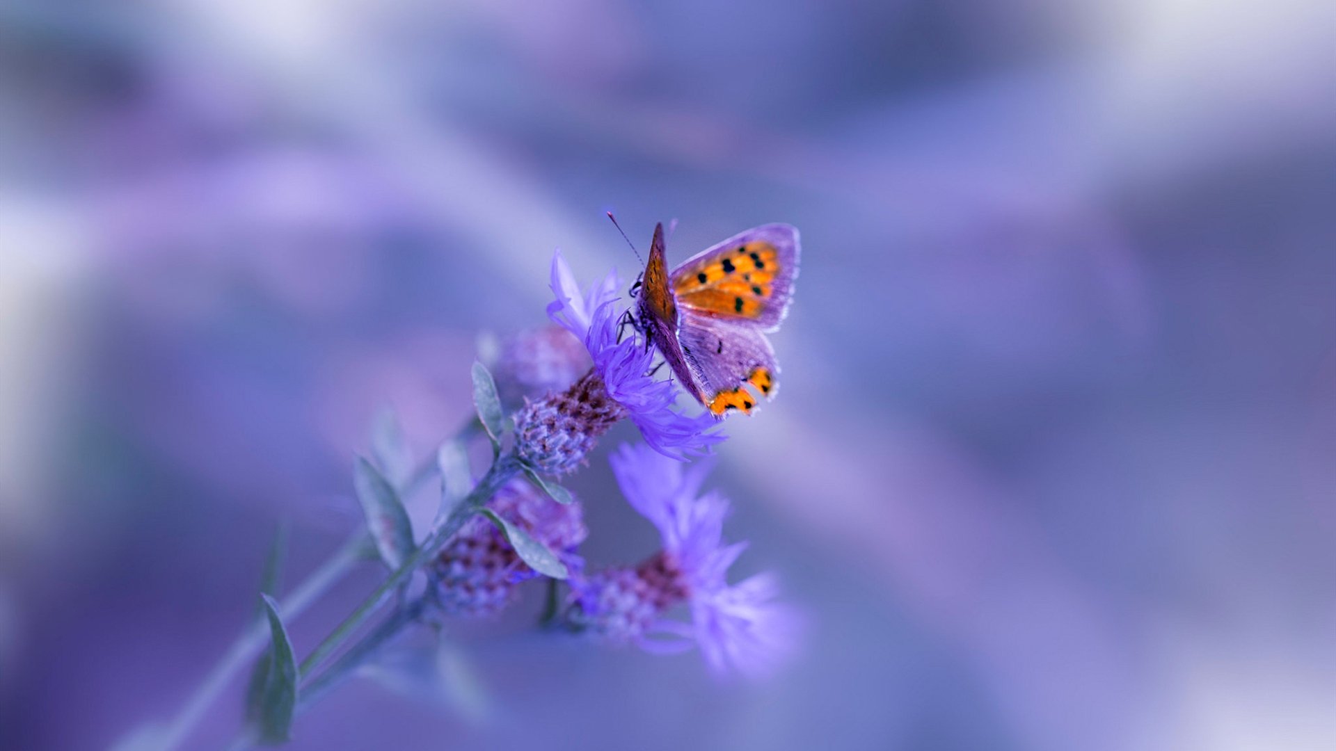 让我为你构建这场假设中的精彩对决