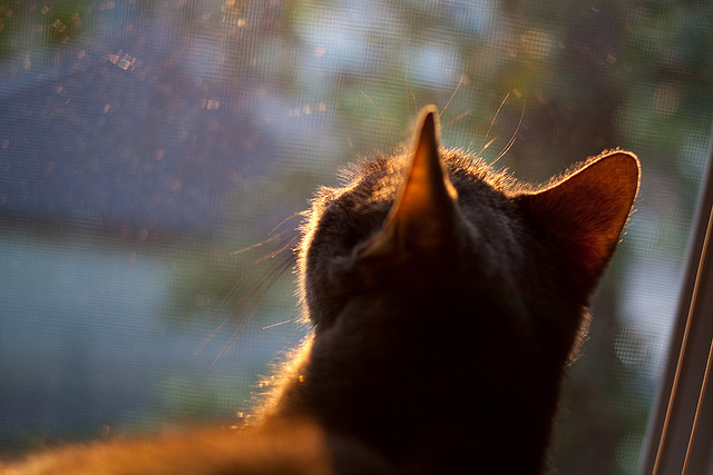 最后1.7秒的绝杀与封锁，杰伦格林定义何谓攻防统治