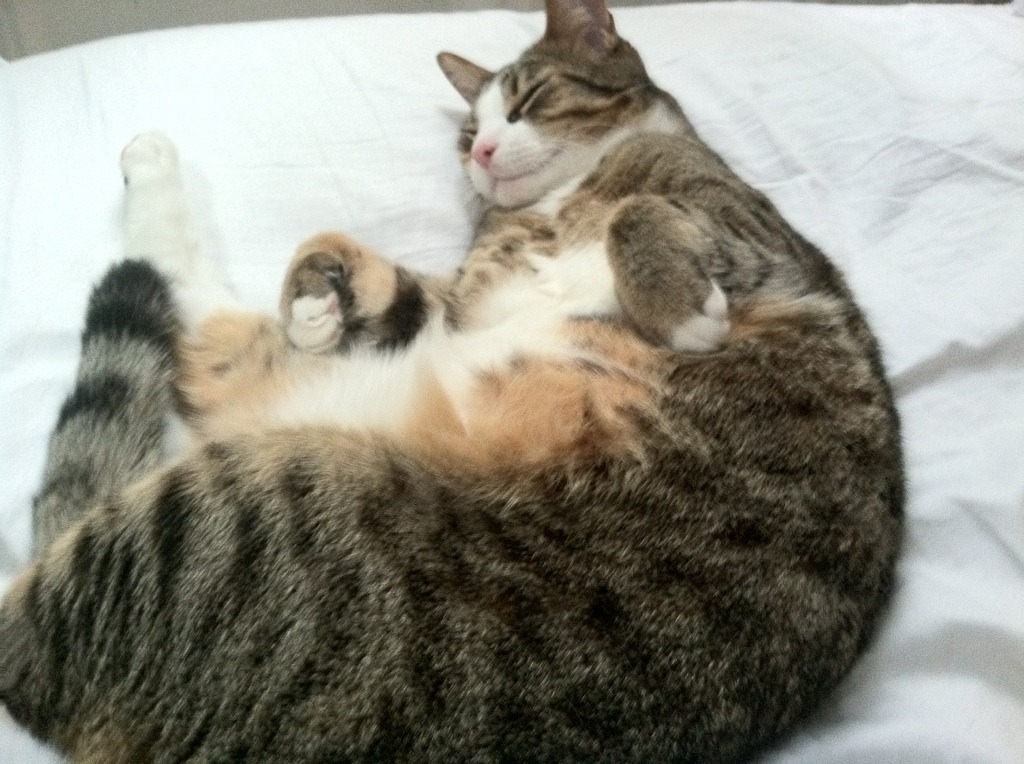 三分暴雨浇灭孤星，字母哥52+12撞碎钢铁防线