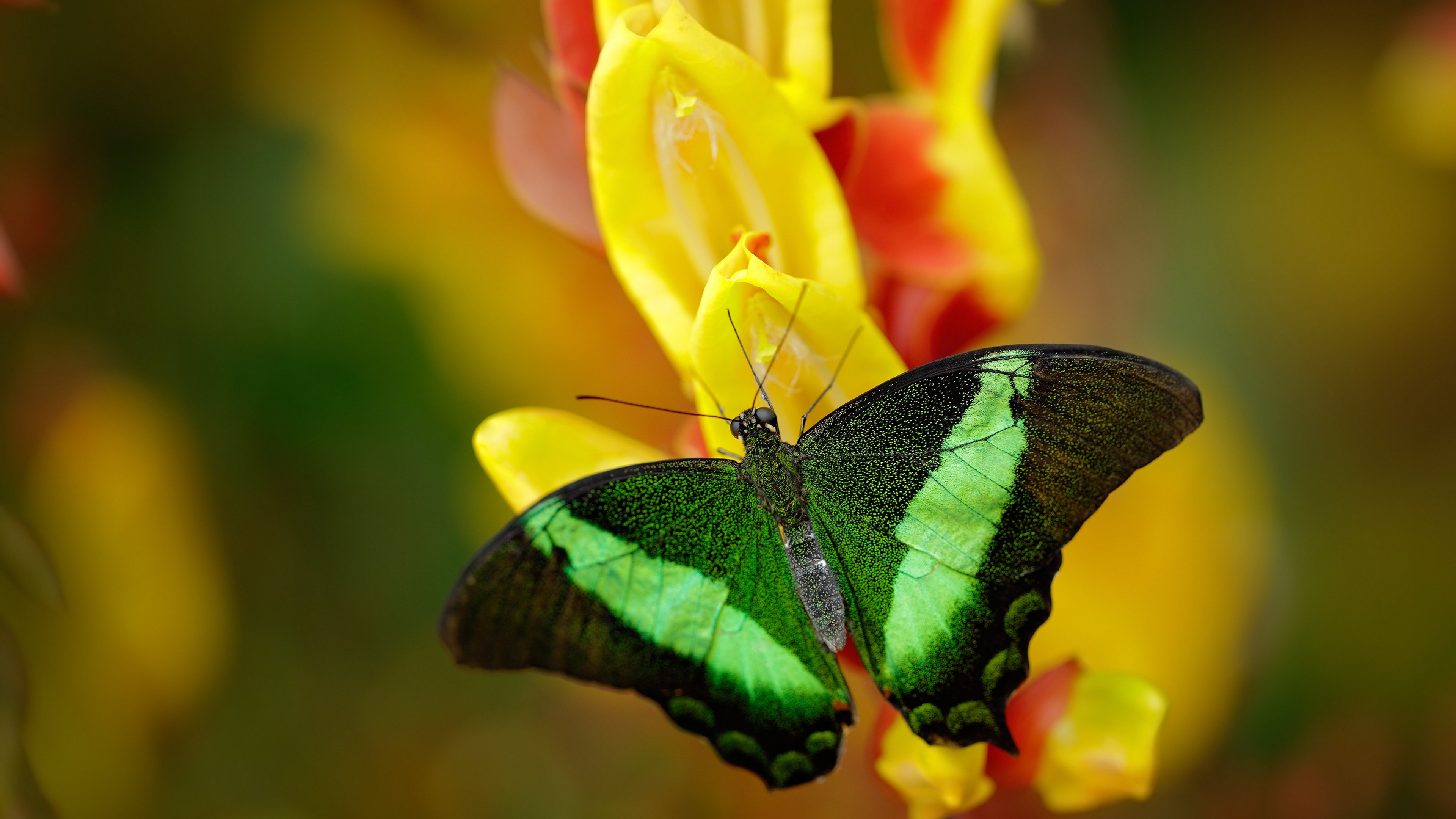暗涌节奏破晓一击，阿拉巴的奥运周期交响夜