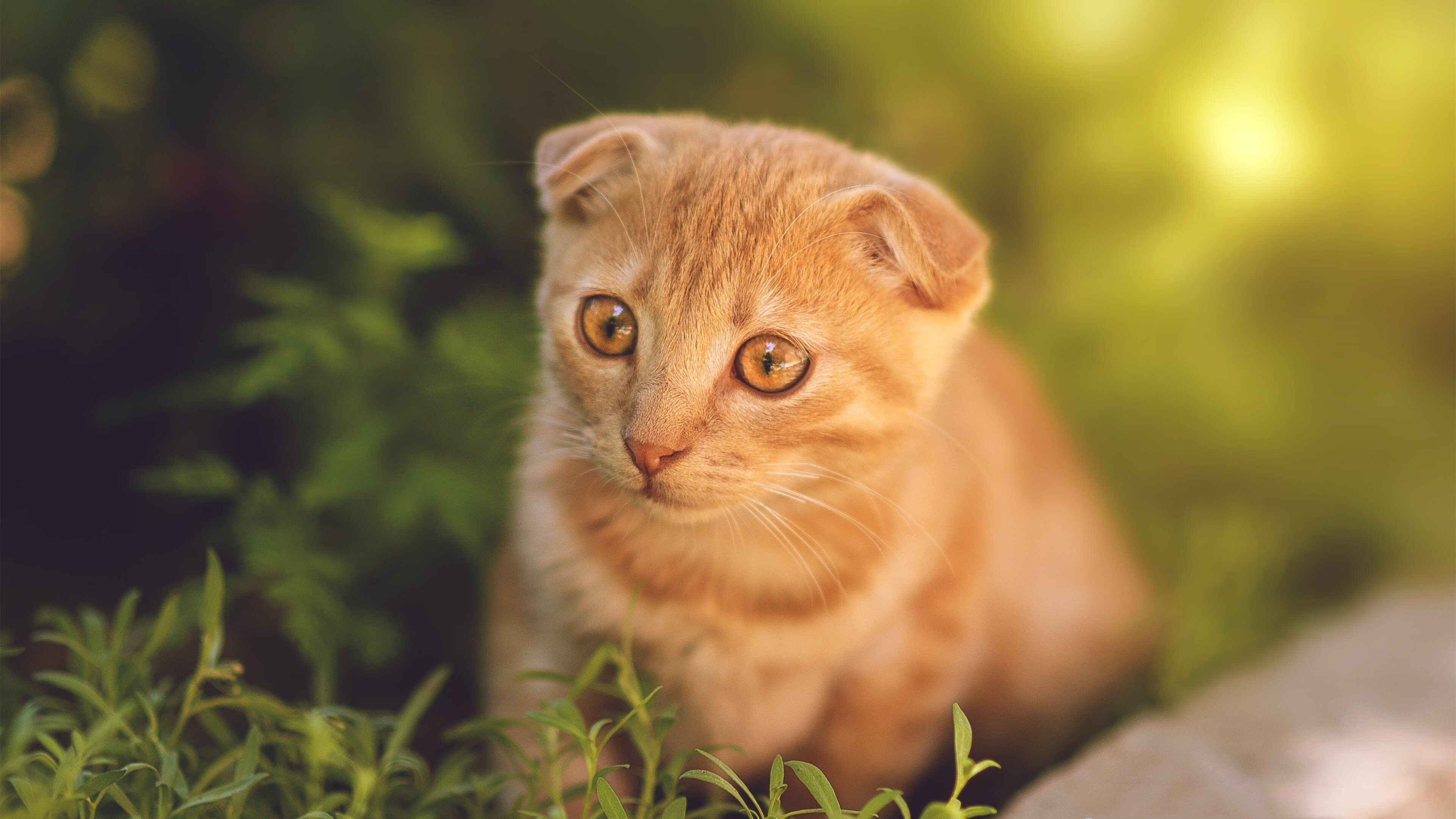 欧冠决赛的激情再现，独行侠淘汰森林狼，书写篮球焦点战传奇