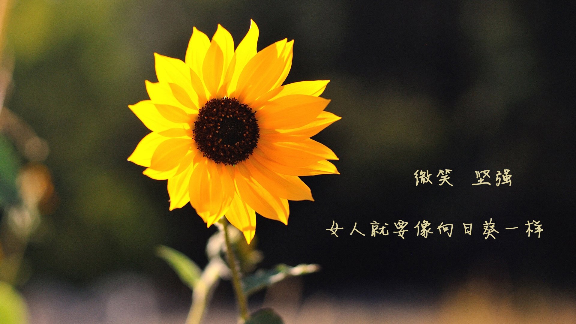 商业与文化交融的赛场上，莫兰特给上海队员上了一堂生动的篮球经济学