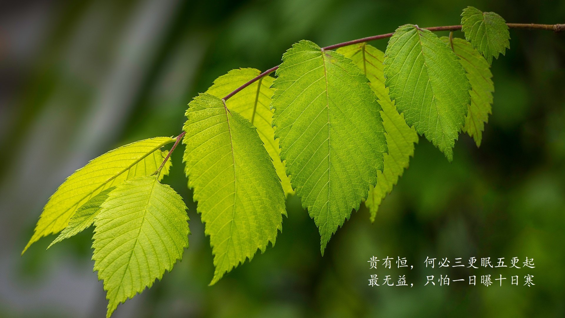平行宇宙的球馆,当爱德华兹的50分遇上广东队的铁锁阵