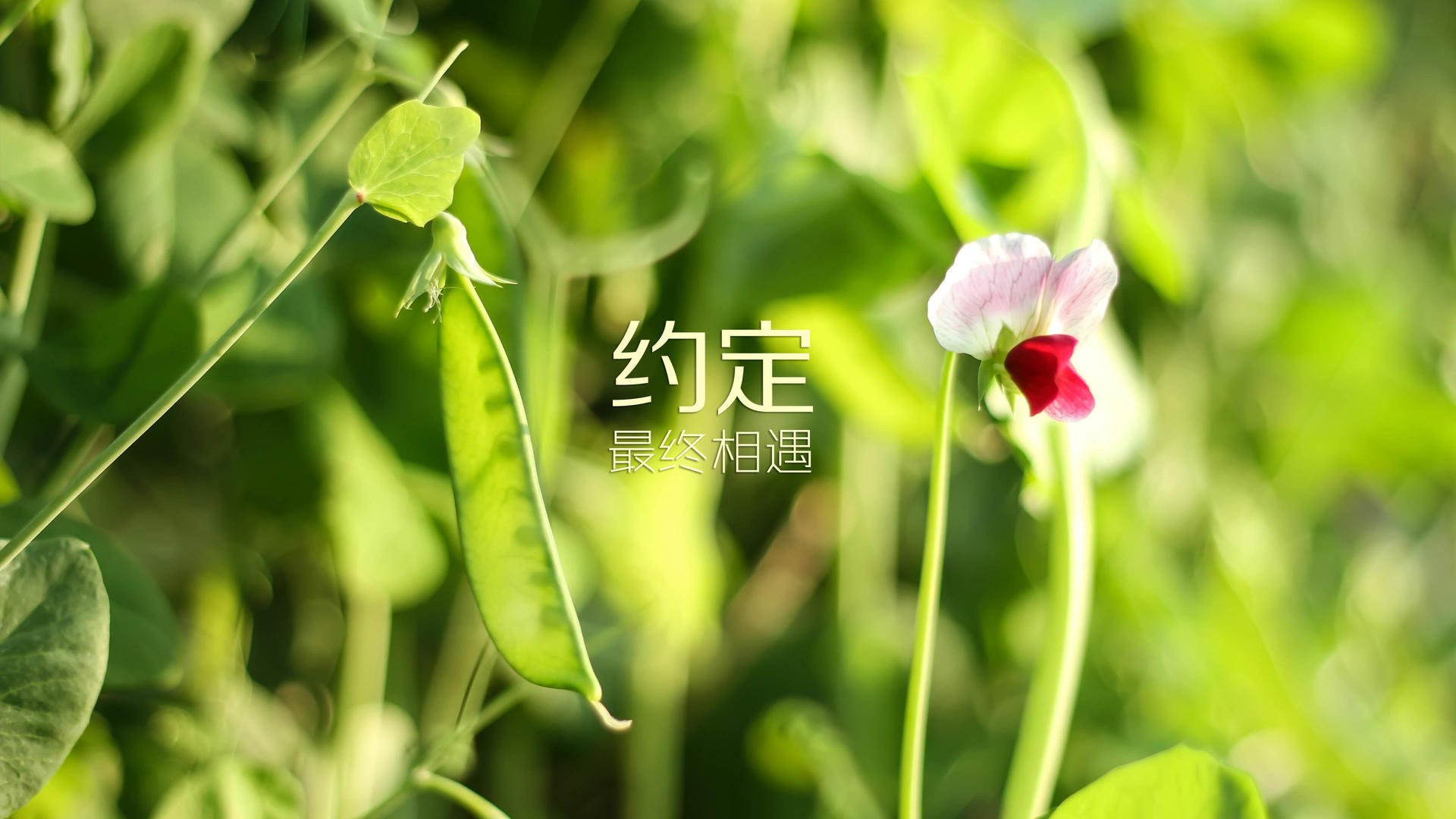 弯刀出鞘，2026世界杯黑马之战，伊拉克绝杀匈牙利的九分钟神话